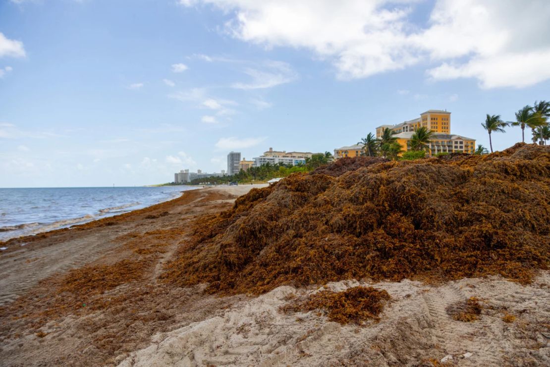 Una pila de sargazo, o algas, en la costa de Key Biscayne el jueves 24 de abril. Ashley Miznazi/The Miami Herald/Tribune News Service/Getty Images